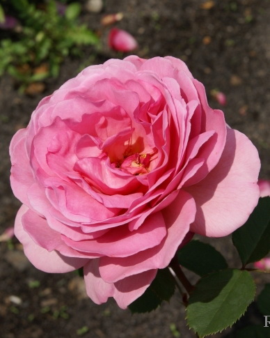 Роза английская `Принцесс Александра оф Кент`, Rosa (S) `Princess ...